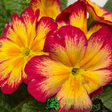 Primula vulgaris 'Red Cream' English Primrose 1Ltr Pot
