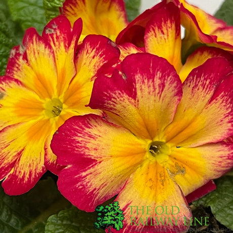 Primula vulgaris 'Red Cream' English Primrose 1Ltr Pot