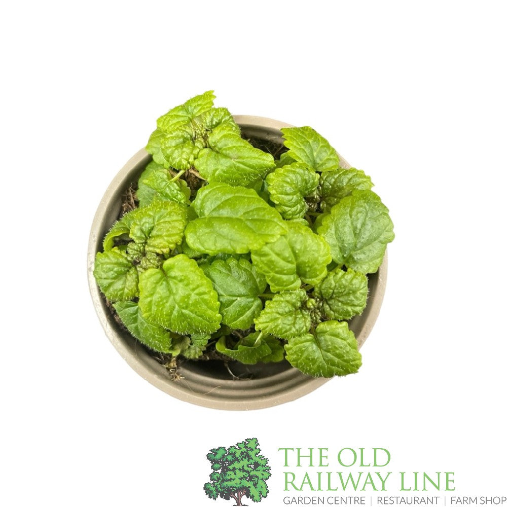 Lemon Balm Herb 9cm Pot