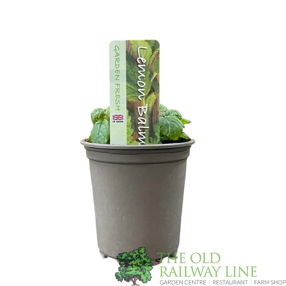 Lemon Balm Herb 9cm Pot