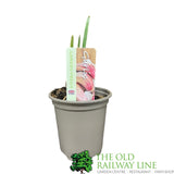 Garlic Plant 9cm Pot