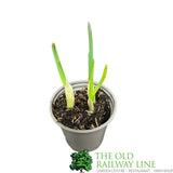 Garlic Plant 9cm Pot