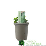 Mint Bowles 9cm Pot