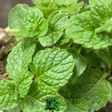 Mint Bowles 9cm Pot