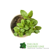 Mint Common Garden 9cm Pot