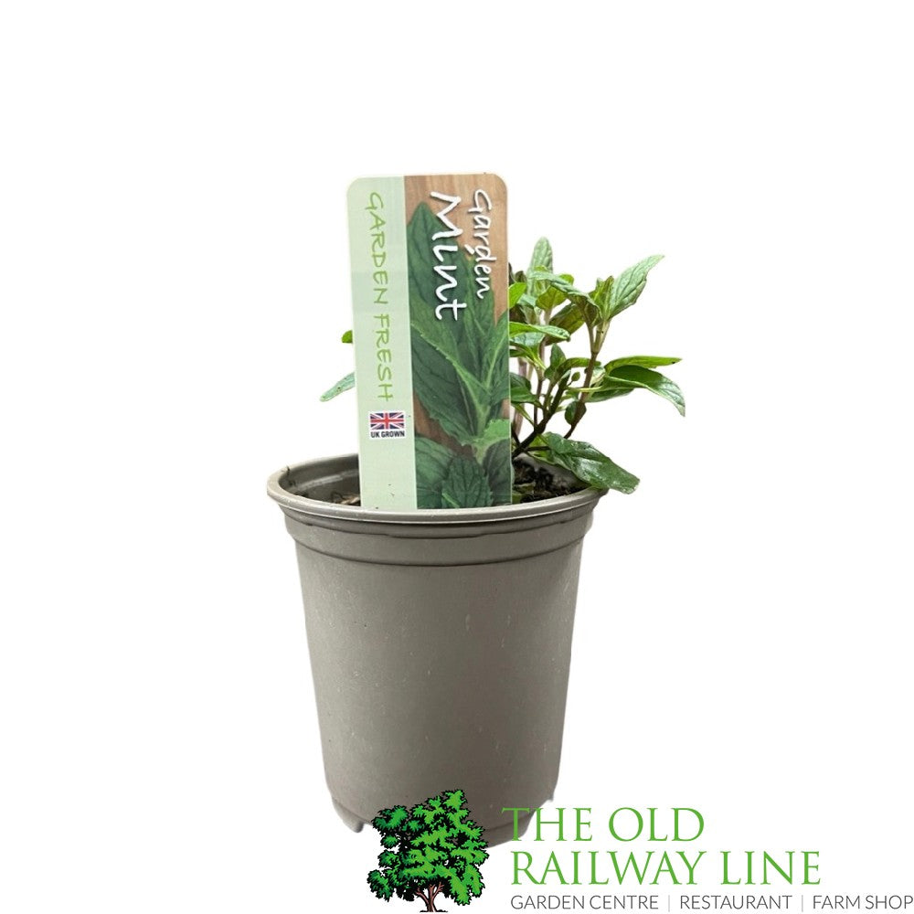 Mint Common Garden 9cm Pot