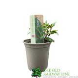Mint Common Garden 9cm Pot