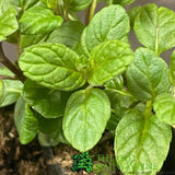 Mint Common Garden 9cm Pot