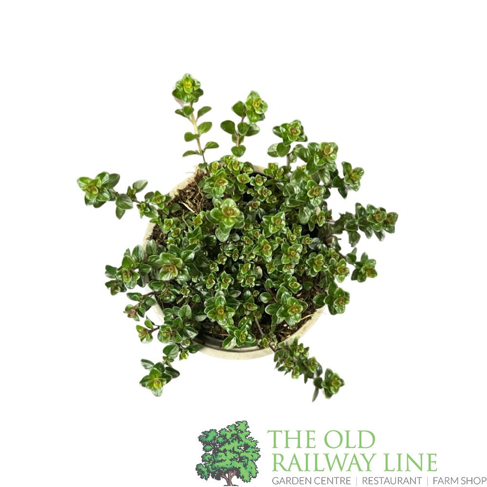 Thyme Broadleaf Herb Plant 9cm Pot