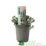 Thyme Broadleaf Herb Plant 9cm Pot
