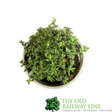 Thyme Common Herb Plant 9cm Pot