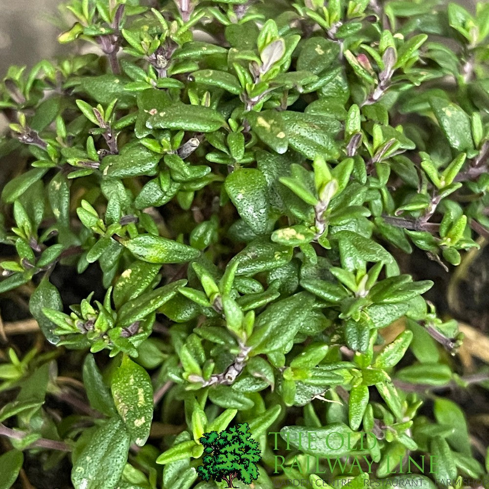 Thyme Common Herb Plant 9cm Pot