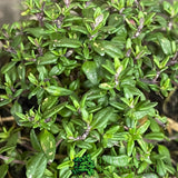 Thyme Common Herb Plant 9cm Pot