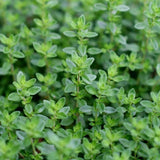 Thyme Common Herb Plant 9cm Pot