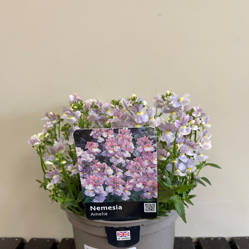 Nemesia 'Amelie' Plant 2 Ltr Pot