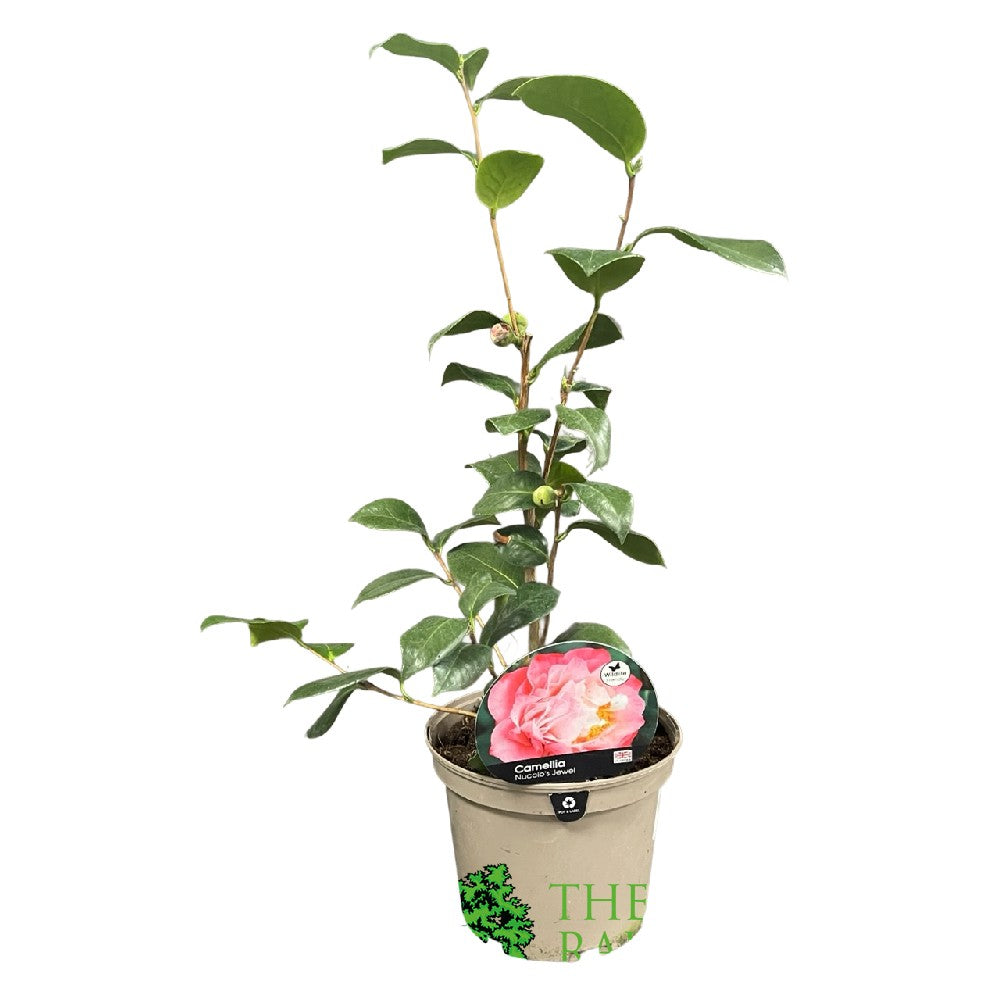 Camellia japonica 'Nuccio's Jewel' Plant 3Ltr Pot