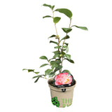 Camellia japonica 'Nuccio's Jewel' Plant 3Ltr Pot