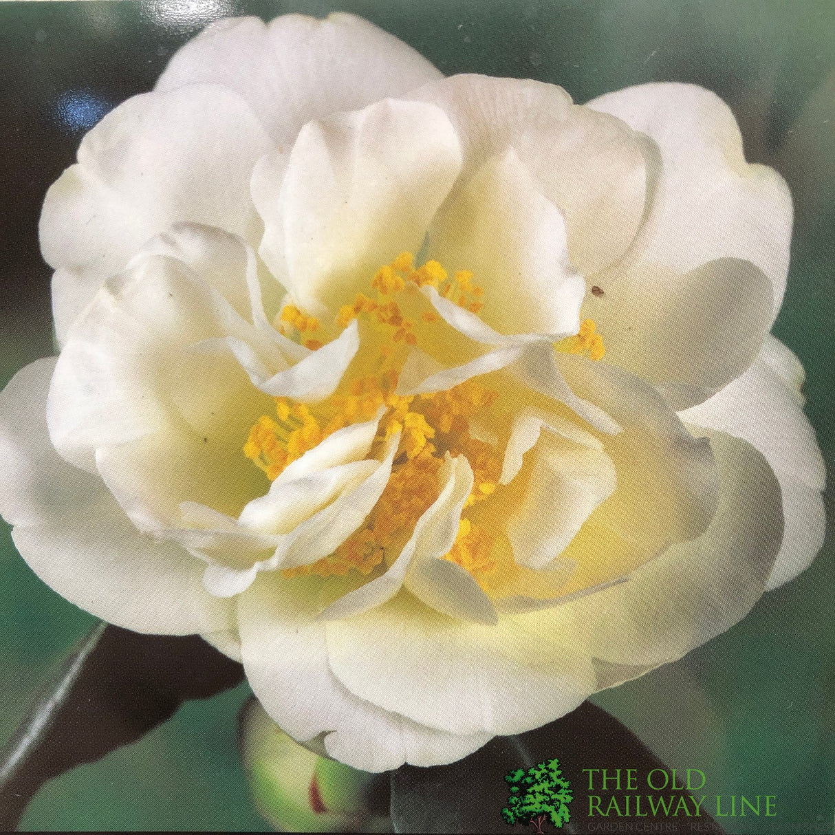 Camellia japonica 'Silver Anniversary' Plant 3Ltr Pot