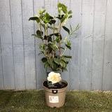 Camellia japonica 'Silver Anniversary' Plant 3Ltr Pot