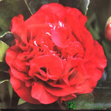 Camellia japonica 'Ruby Wedding' Plant 3Ltr Pot