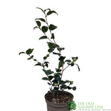 Camellia japonica 'Ruby Wedding' Plant 3Ltr Pot