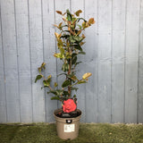 Camellia japonica 'Ruby Wedding' Plant 3Ltr Pot