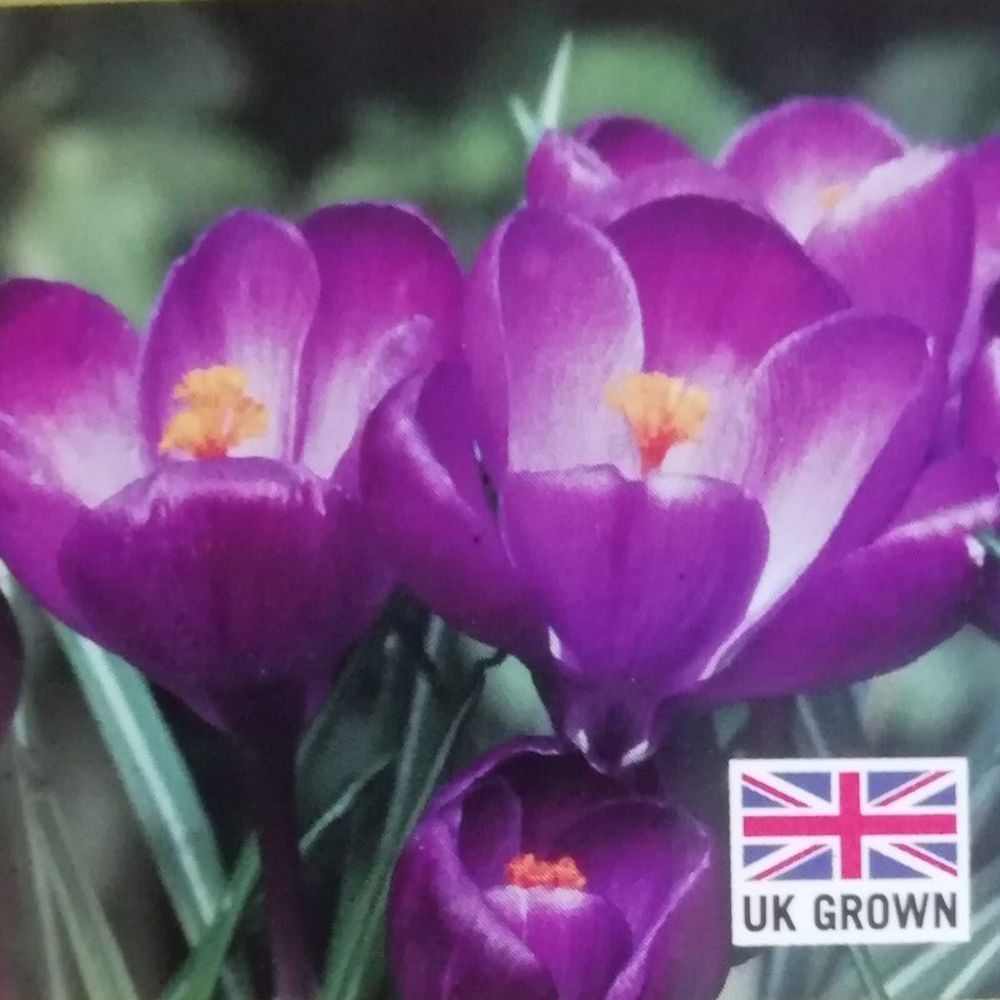 Crocus 'Purple' 9cm Pot