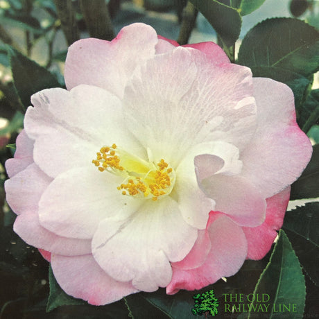Camellia japonica 'April Remembered' Plant 3Ltr Pot