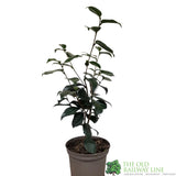 Camellia japonica 'April Remembered' Plant 3Ltr Pot