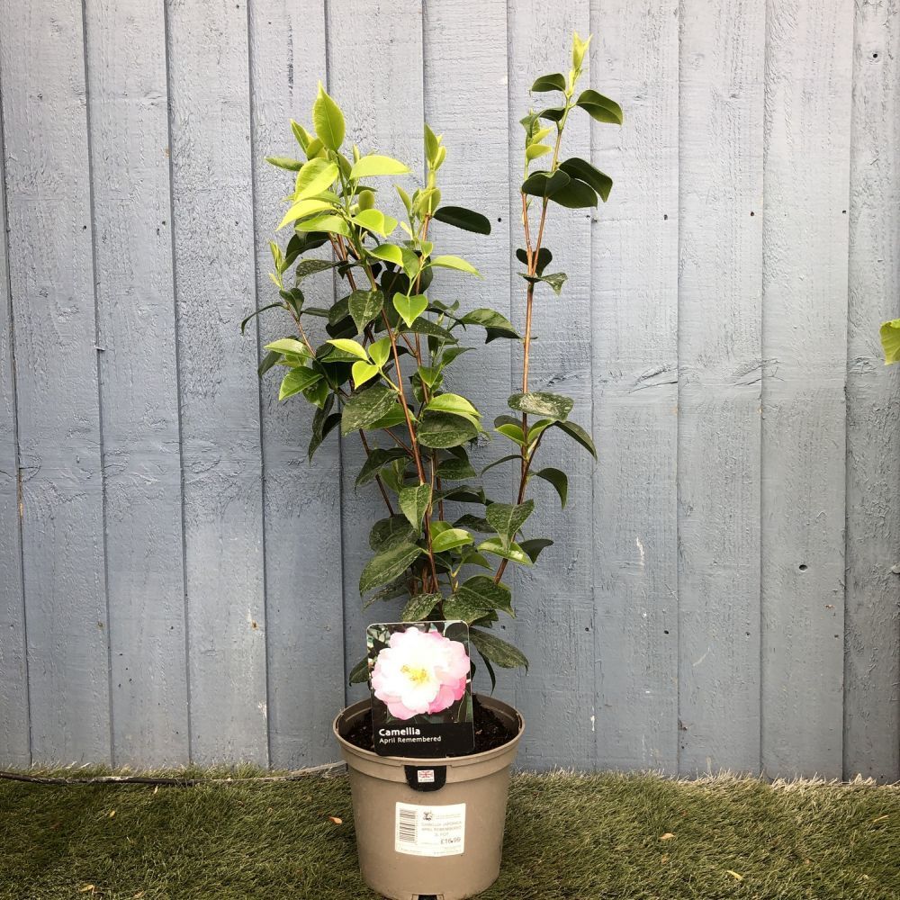 Camellia japonica 'April Remembered' Plant 3Ltr Pot