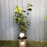 Camellia japonica 'April Remembered' Plant 3Ltr Pot