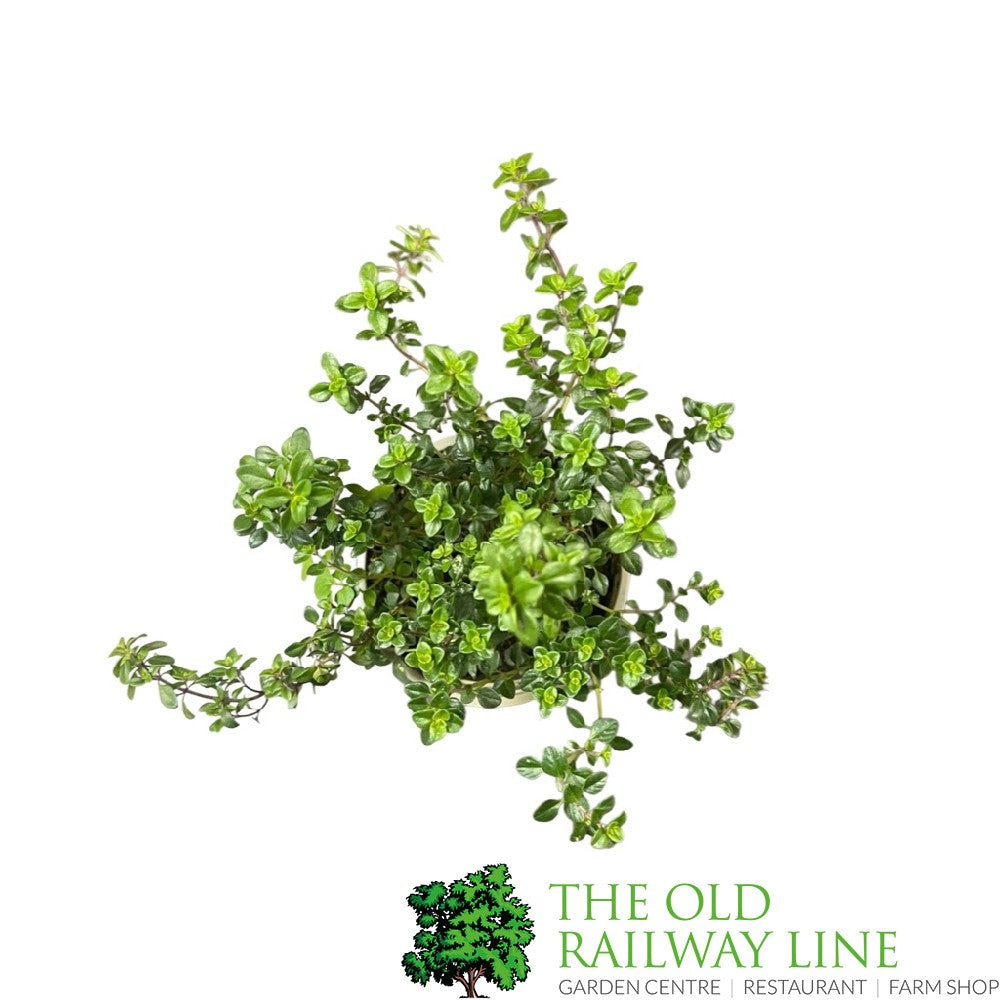 Thyme 'Lemon' Herb Plant 9cm Pot