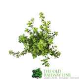 Thyme 'Lemon' Herb Plant 9cm Pot