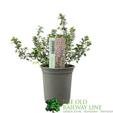 Thyme 'Lemon' Herb Plant 9cm Pot