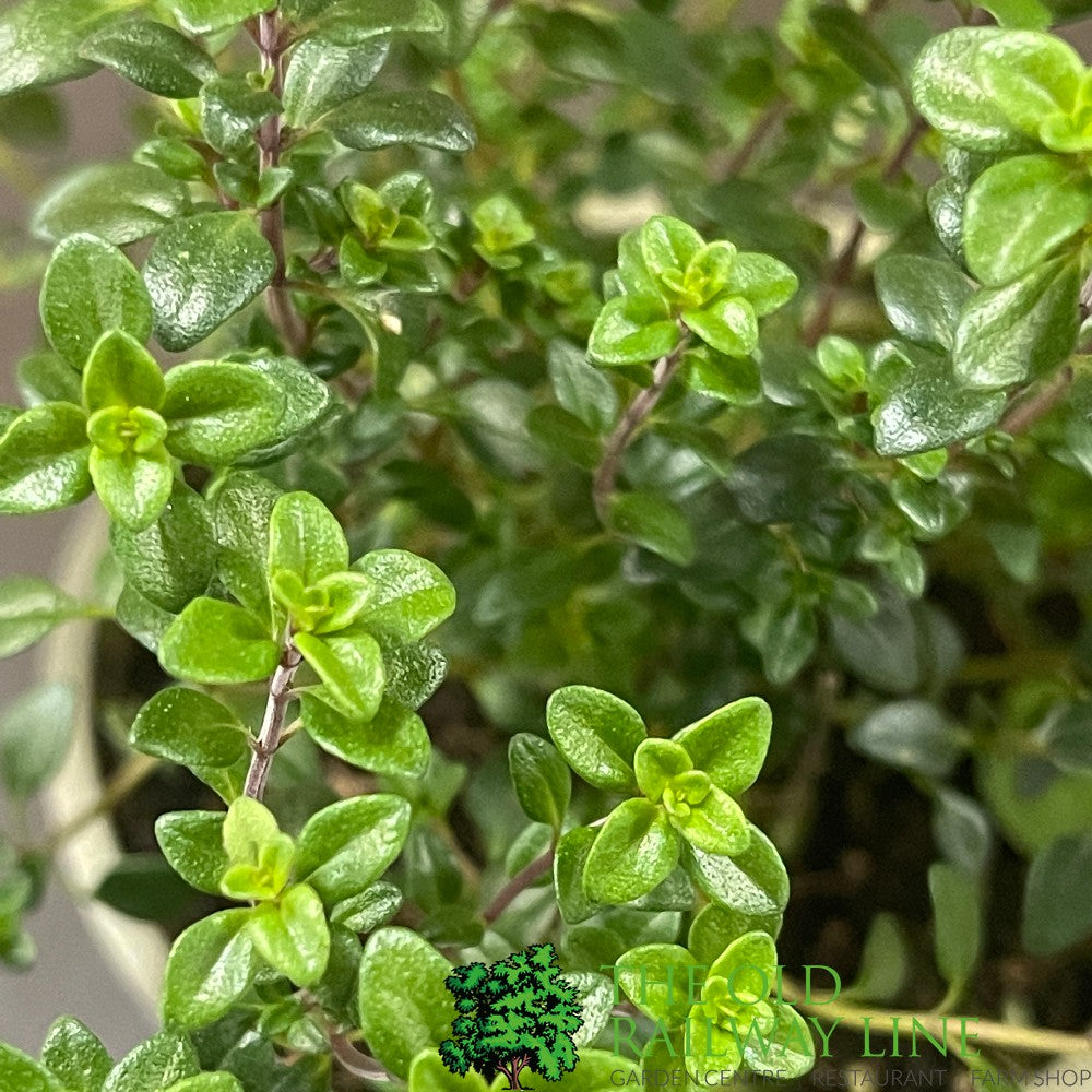 Thyme 'Lemon' Herb Plant 9cm Pot