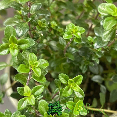 Thyme 'Lemon' Herb Plant 9cm Pot