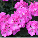 Geranium 'Upright Pink' 9cm Pot