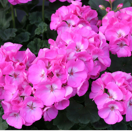 Geranium 'Upright Pink' 9cm Pot