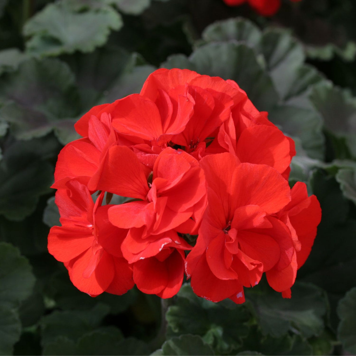 Geranium 'Upright Red' 9cm Pot