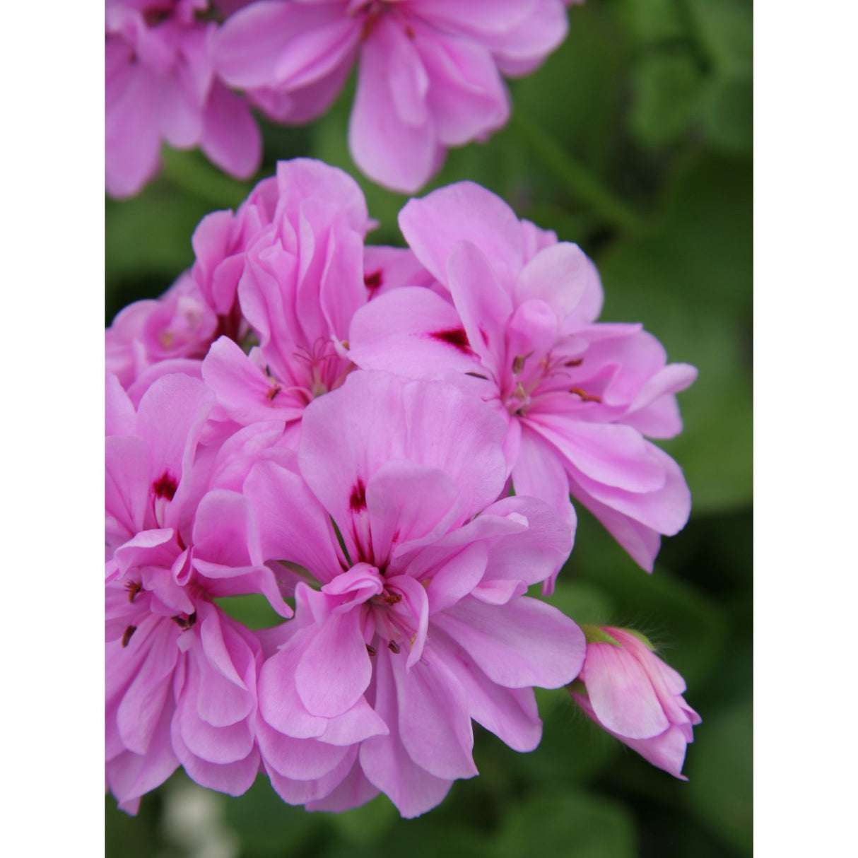 Geranium 'Trailing Lilac' 9cm Pot