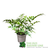 Fern Cyrtomium falcatum Japanese Holly 2Ltr Pot