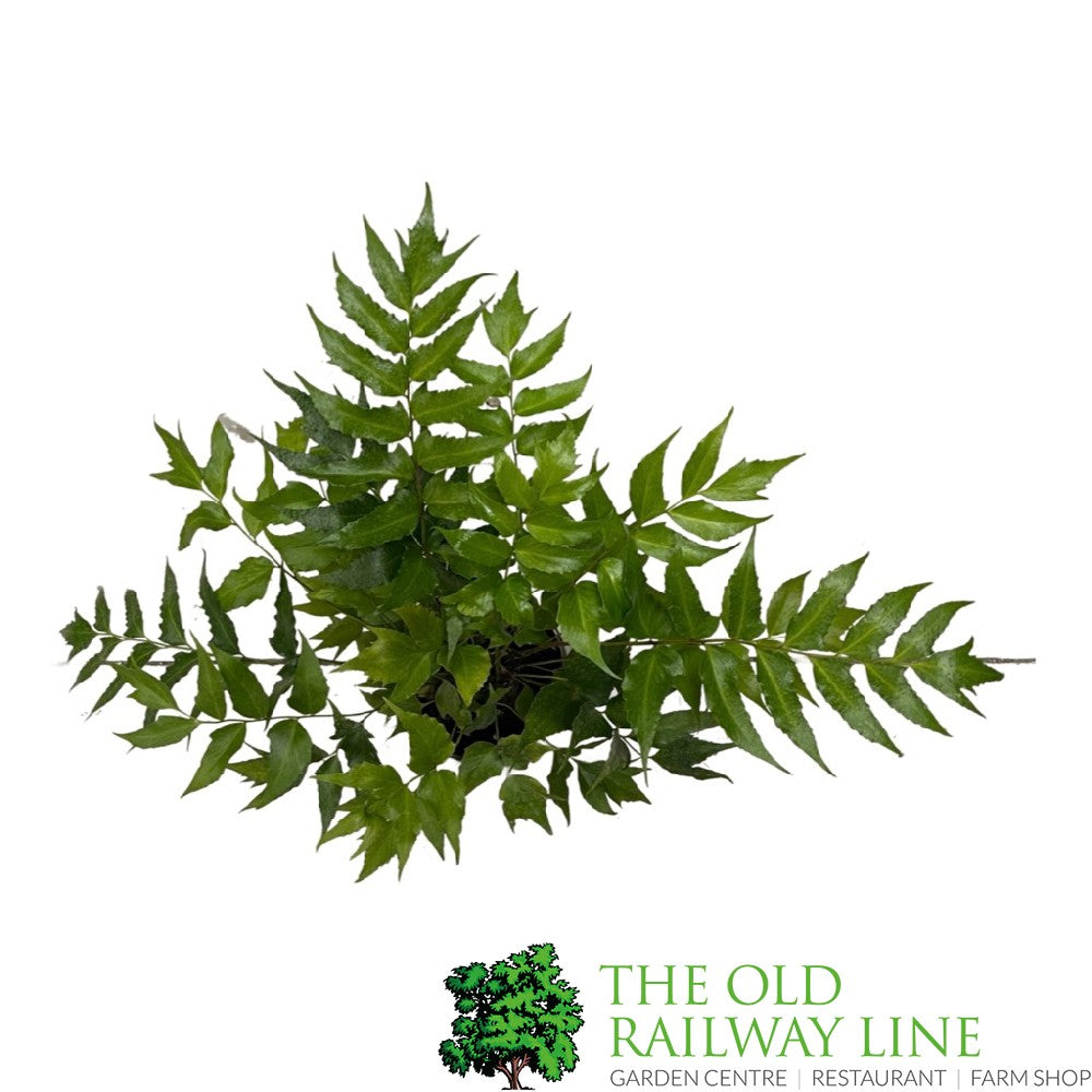 Fern Cyrtomium falcatum Japanese Holly 2Ltr Pot