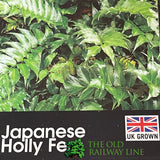 Fern Cyrtomium falcatum Japanese Holly 2Ltr Pot