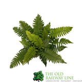 Fern Dryopteris dilatata Buckler 2Ltr Pot