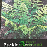 Fern Dryopteris dilatata Buckler 2Ltr Pot