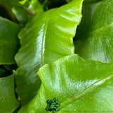 Fern Asplenium scolopendrium Hart's Tongue 2Ltr Pot