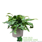 Fern Asplenium scolopendrium Hart's Tongue 2Ltr Pot