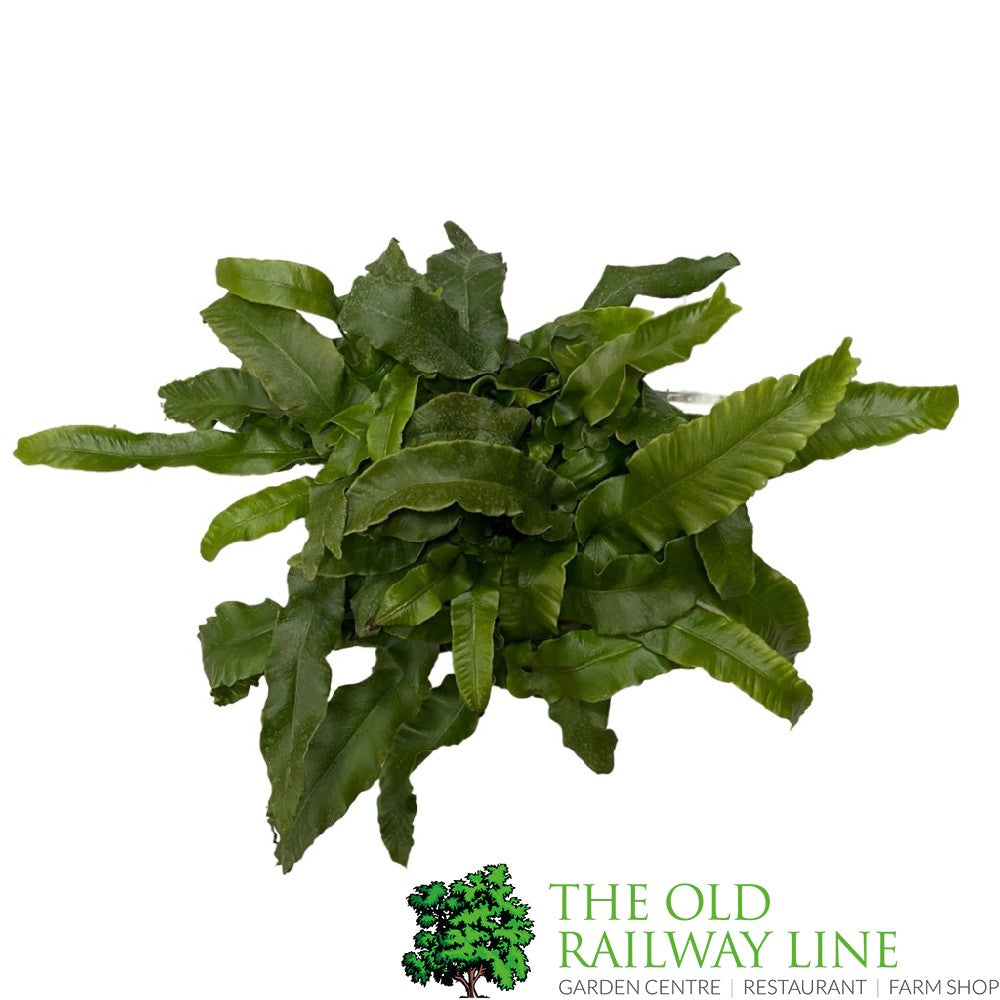 Fern Asplenium scolopendrium Hart's Tongue 2Ltr Pot