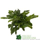 Fern Asplenium scolopendrium Hart's Tongue 2Ltr Pot