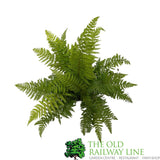 Fern Polystichum braunii Braun's Holly 2Ltr Pot